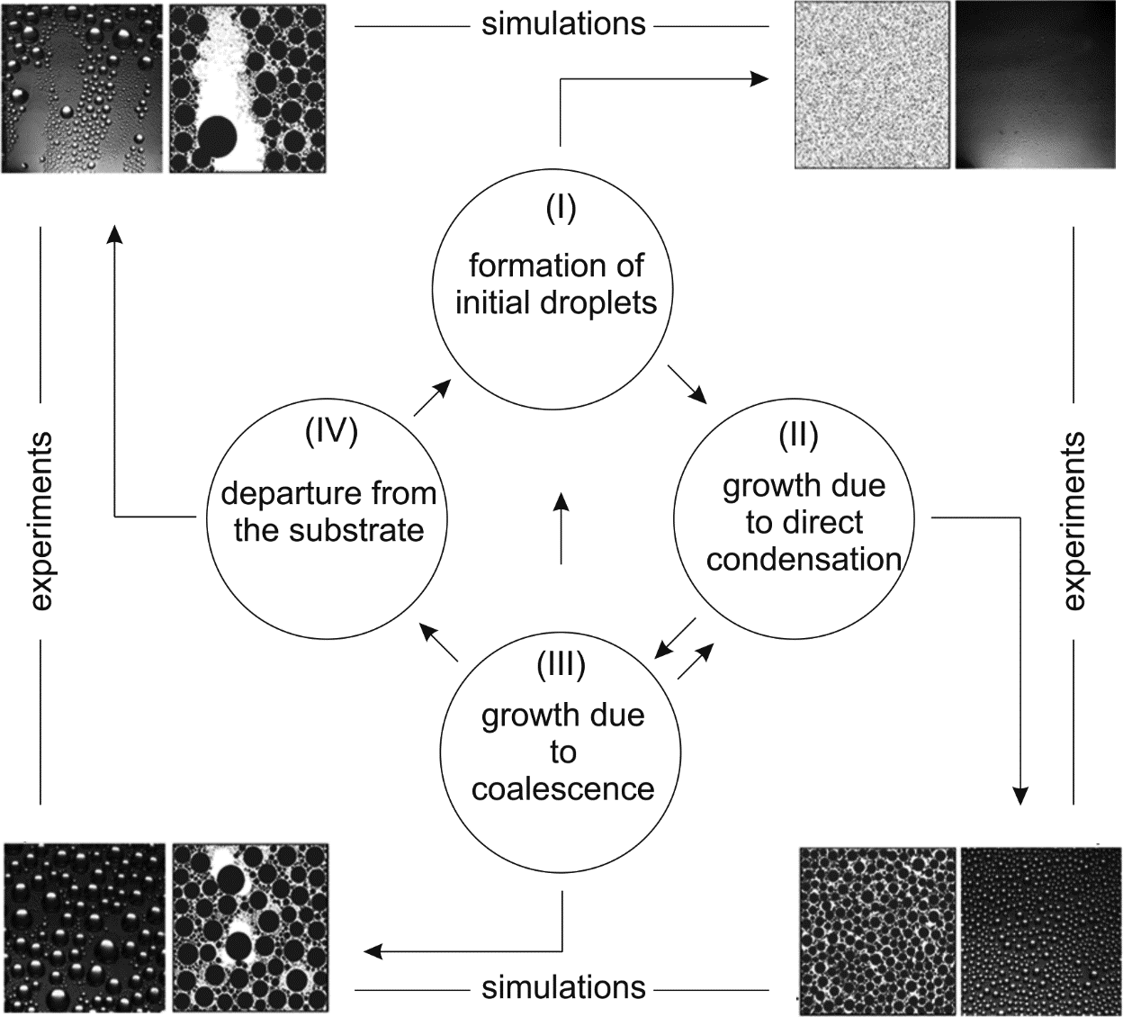 Schematic of the space- and time-resolved dropwise condensation model that proceeds cyclically along steps I-IV, i.e., nucleation to gravitational instability.