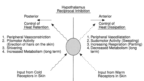Schematic representation of mammalian thermoregulation.